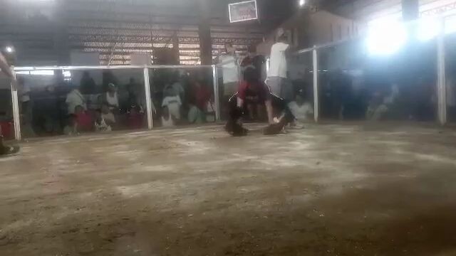 first fight daog way samad salamat nok