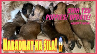 NAKADILAT NA SILA😱|SHIH TZU | SUPER MARCOS VLOGS