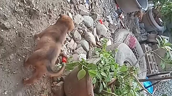 Ang makulit na aso😂