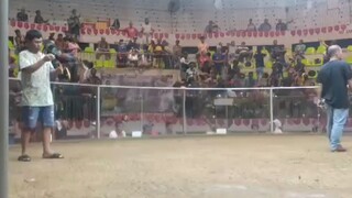 #7stagderby elemanation #gallera de mandaue #loss#fist fight