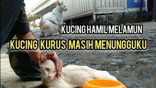 Kucing Kurus  Ngejar Minta Di Adopsi Ini Kondisinya Sekarang & Ketemu Kucing Hamil Sedang Melamun.!