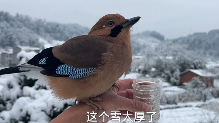 The snow is so deep that the jay sinks into it as soon as it lands.