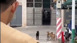 Anjing itu hanya mendapat penghargaan keikutsertaan dalam kompetisi menggonggong