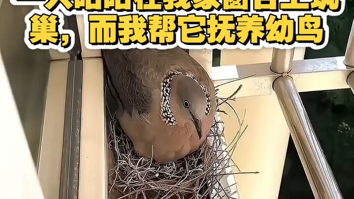 มีตุ่มขึ้นที่ขอบหน้าต่าง ทำยังไงดี?