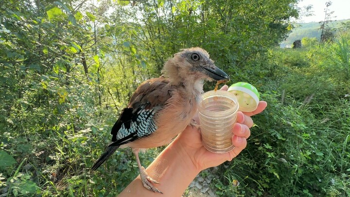 Jaybirds are very loyal; even after flying into the mountains, they can still recognize me.