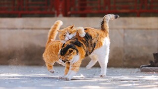 Cats in the Forbidden City – High energy throughout, Papa and Ruyi’s friendly match