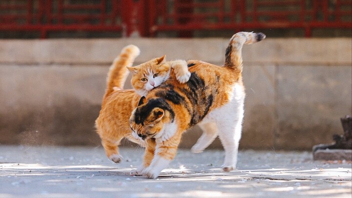 Kucing di Kota Terlarang – Energi tinggi sepanjang waktu, pertandingan persahabatan Papa dan Ruyi