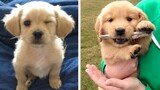 Golden Puppies That Will Make Your Day 100% Better 🥰| Cute Puppies