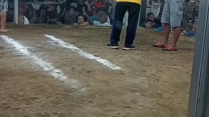 My 9 months old Grey in action 🔥 unscratch ♥️