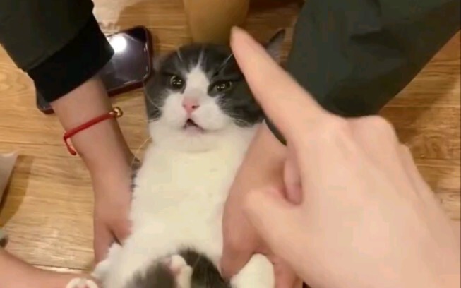 Kucing: Kucing kecilku nggak pernah merasa se-sedih ini sebelumnya!