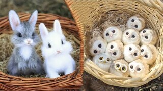 AWW SO CUTE! Cutest baby animals Videos Compilation Cute moment of the Animals - Cutest Animals #27