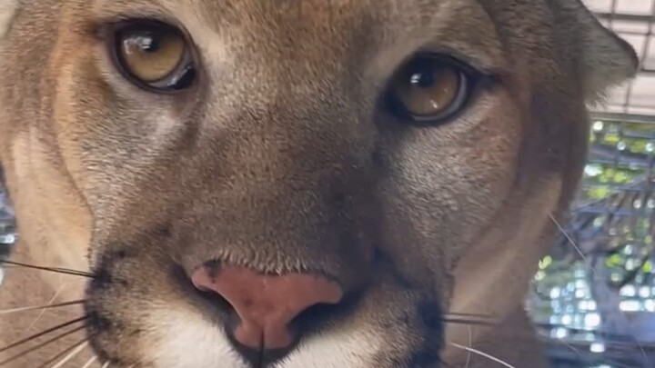 Round-headed Cougar