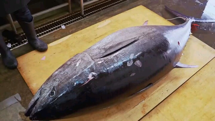 World's Sharpest Tuna Knife！Amazing Giant bluefin tuna cutting Master.