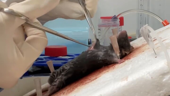 Operasi eksperimental pengangkatan otak tikus