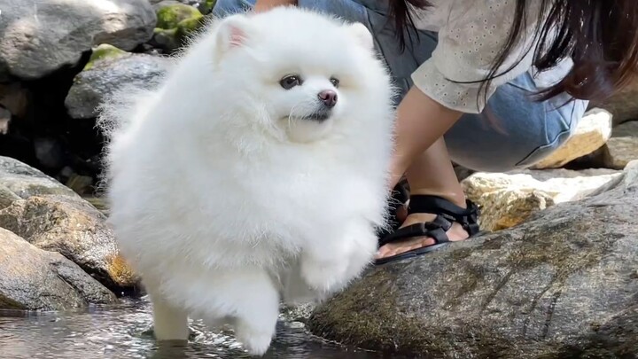 The little doggy who's too scared to go in the water—so small, weak, pitiful, and innocent!