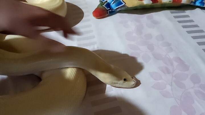 【Animal】Plastic Snake?