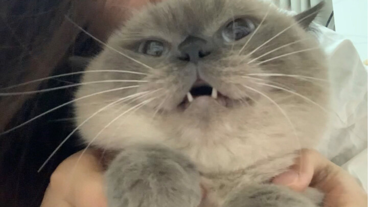 It’s been ages since I last sucked on such a delicious cat head!