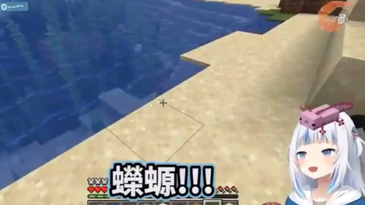 【Gawr Gura】Why is it so difficult to raise salamanders... My own stupid shark even exploded【Hololive