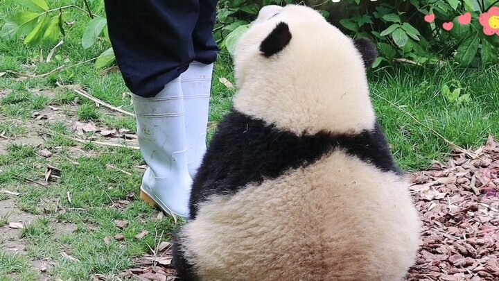 [Giant Panda and Flower] He came as soon as his grandfather called him, and sat down and drank his m