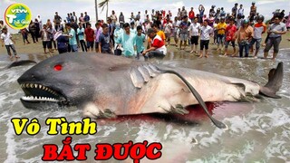 10 Quái Vật Biển Đáng Sợ Hơn Cả Megalodon Được Con Người bắt Được Ngoài Đời Thật |Vivu Thế Giới