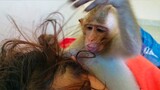 Nice Assistant!! Really helpful monkey Toto tries to find insects on Mom's hair very carefully