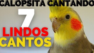 นกค๊อกคาเทลร้องเพลง 7 มุมนกค๊อกคาเทลตัวผู้ The Most Beautiful Cockatiel Corners