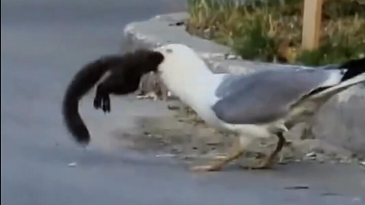 Seagull Swallows Whole Squirrel
