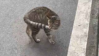 الدماغ الأيسر يهاجم الدماغ الأيمن، والمؤخرة تحل محل التفكير