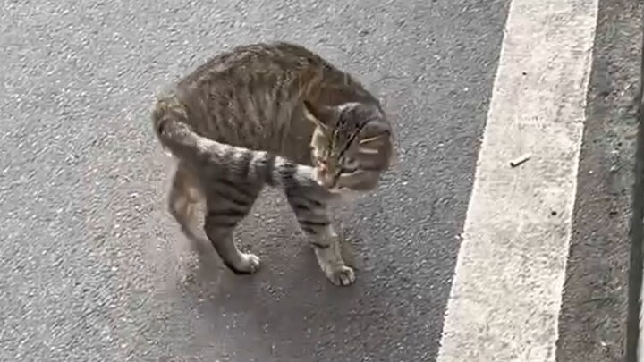 The left brain attacks the right brain; the butt takes over thinking.