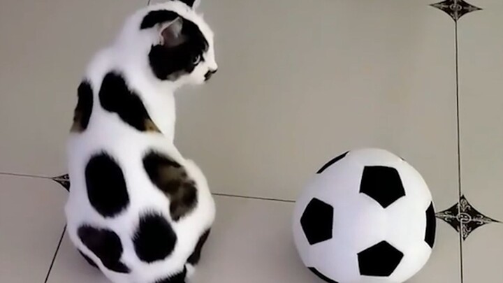 “Penghargaan Hewan dengan Penampilan Unik”