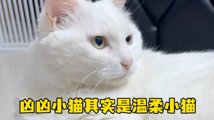 The fierce little cat is actually a gentle one.