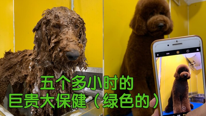 Over five hours of deluxe pampering for one super-large, ultra-expensive (pure green) specimen!