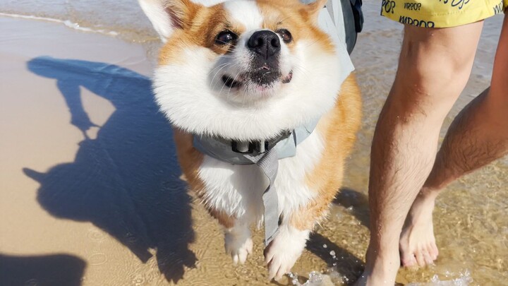 People who got up early to collect seafood hauled in a fresh Corgi!