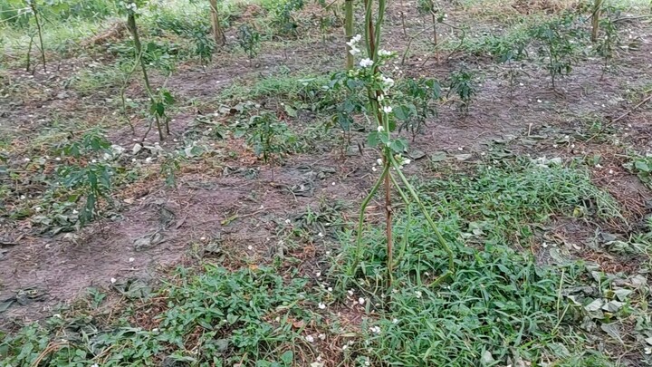 কেরেলা শিম  এ প্রচুর ফুল এসেছে