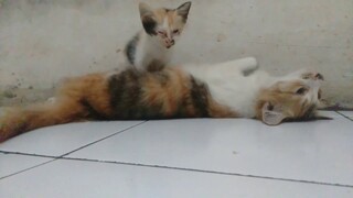 kucing  kakak beradik Yang Lucu