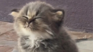 【动物配音】今天的猫粮里有辣椒啊啊啊啊啊啊啊啊啊