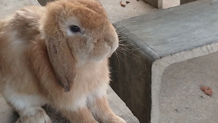 น้องกระต่าย (ตัวผู้) น่ารักไหม