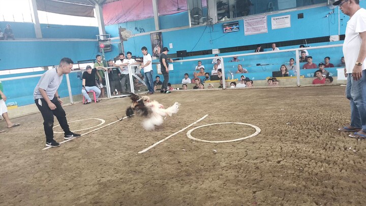 pasig square garden ( Rafael ) win magulang kalaban