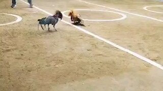 5 stag early bird winner sta ana ☝️ Blue face x lieper