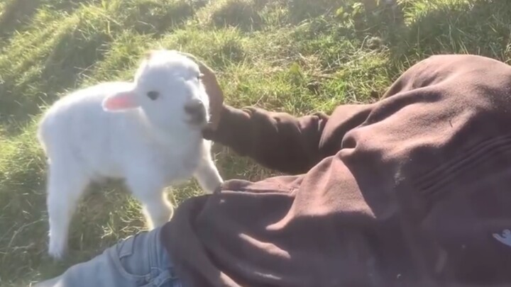 Little sheep wants a pat