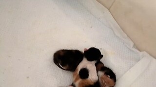 I encountered a mother cat asking me for help, saying she was about to have kittens. After bringing 