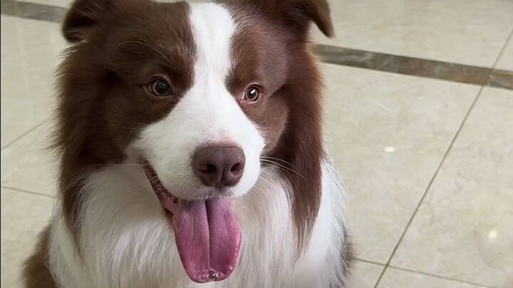 Yu Zai is a little dog with a lot of personality.