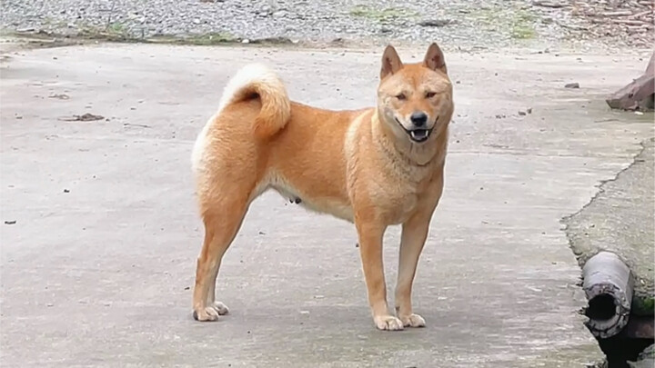 Anjing kampung Tiongkok yang ditemui secara kebetulan (anjing pemburu asli Guangxi), di desa-desa pa