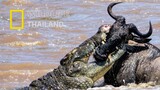 จระเข้แม่น้ำไนล์- นักล่าที่อันตรายที่สุดอีกชนิดของแอฟริกา!|สารคดี WILDLIFE