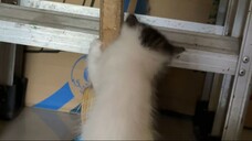 VID_20250313 (4)