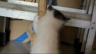 VID_20250313 (4)
