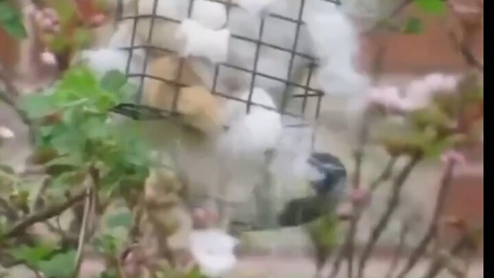 The Amazing Uses of Cat Fur: A Gift from Nature