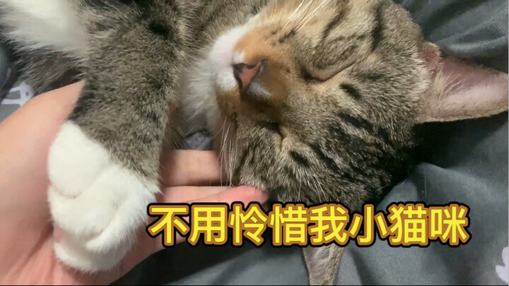 晚上的小猫咪真惹人怜爱  嘿嘿～