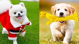 Baby Dogs - การรวบรวมวิดีโอสุนัขน่ารักและตลก #18 | Aww สัตว์
