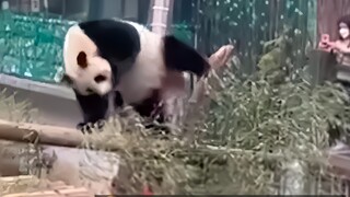 Foreign websites are hotly discussing the indecent behavior of Chinese pandas, which has caused fore